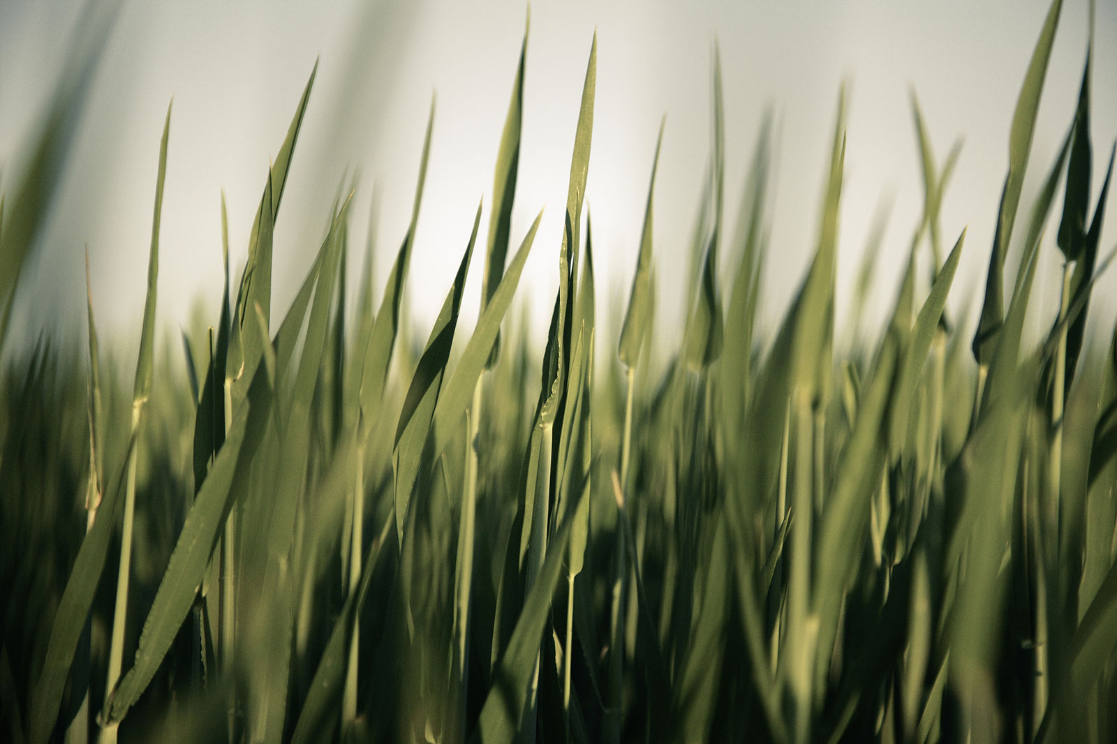 Plants representing cloudmen's ability to scale businesses